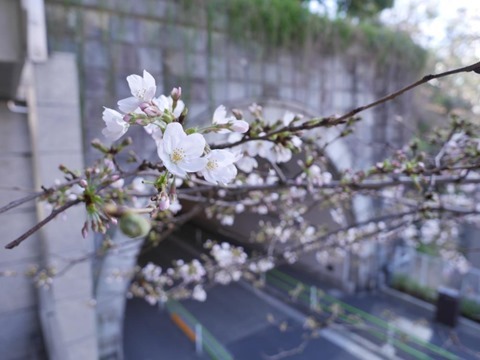 愛宕山トンネルの桜