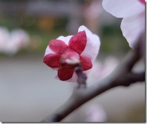 後ろから見た桜