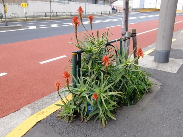 道端の変な花