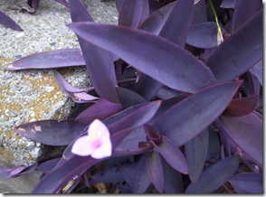 尖った形状の紫ががった葉