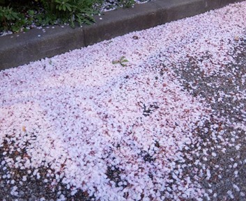 桜吹雪だまり
