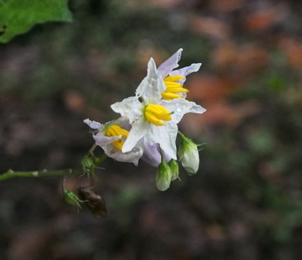 星の形の花