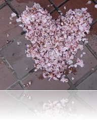 ハート桜